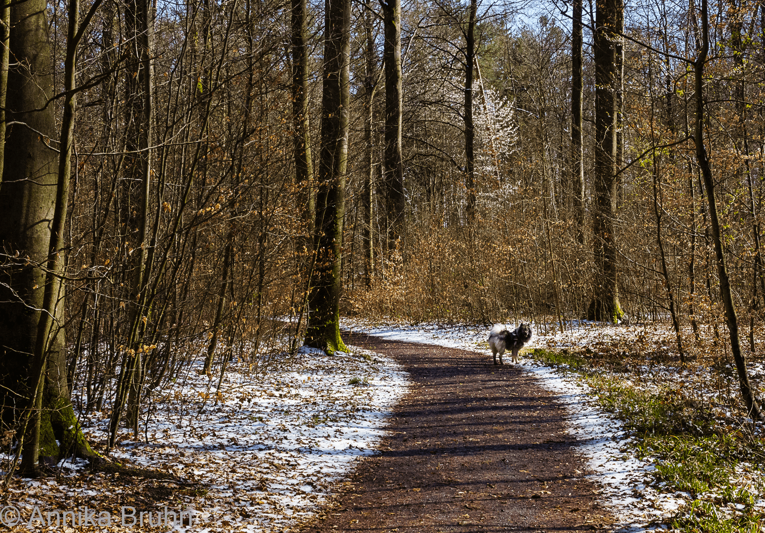 Q auf dem Weg des Schnees!